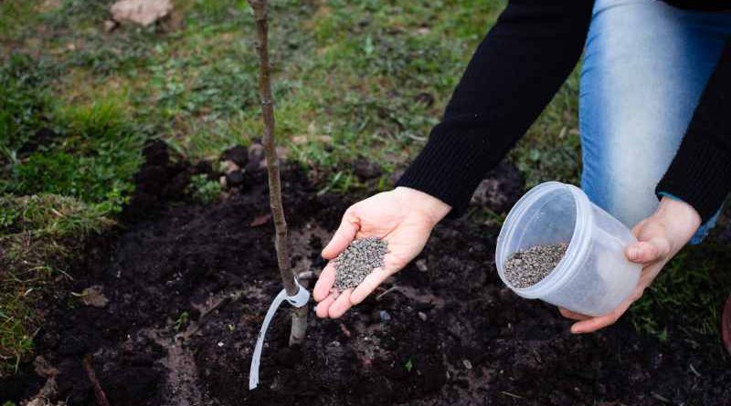 Metody spulchniania gleby w ogrodzie: manualne i mechaniczne sposoby poprawy struktury ziemi