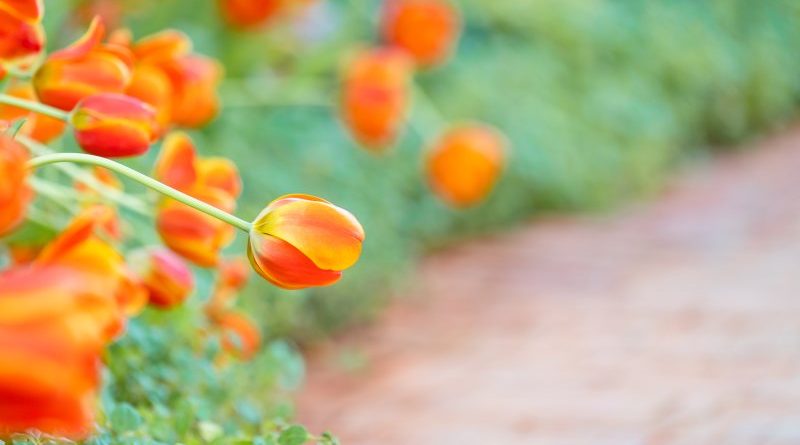 Kwiaty o pomarańczowym kolorze w ogrodzie: Jakie rośliny pięknie kwitną w odcieniach pomarańczu?