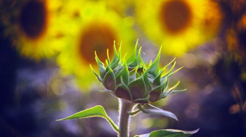 Idealna roślina na słoneczne rabaty i skalniaki - Słonecznica Delosperma
