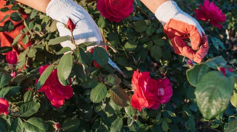 Sadzenie i pielęgnacja róż rabatowych: wskazówki dotyczące rozmieszczenia w ogrodzie i dbania o ciekawe odmiany