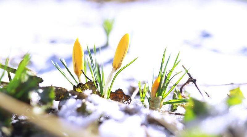 Skuteczne metody zabezpieczenia roślin przed mrozem: praktyczne sposoby okrywania roślin na zimę