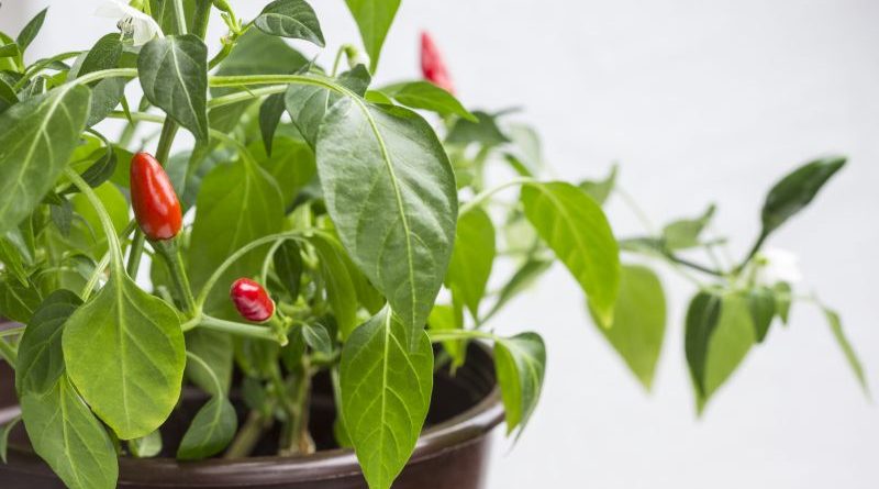Uprawa ostrych papryczek chili w donicach na balkonie oraz w ogrodzie